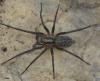 Eratigena sp.